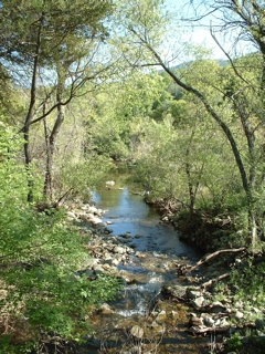 trees and creek